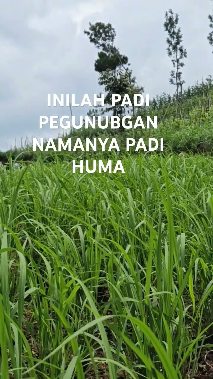 PADI HUMA SUNDA
