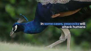 Are peacocks aggressive towards humans | Info About Animals