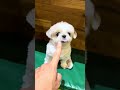 名犬レッスン　今日も荒ぶる　#dog #シーズー
