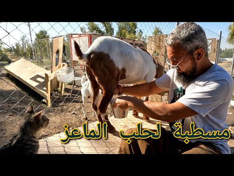 مزرعة كاملة للبيع 35 مليون بناء مسطبة لحلب المعزات خطوة خطوة 156 