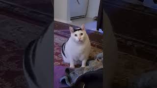 Huh Cat Meme Template  #cat #cats #catmemes #catmeme