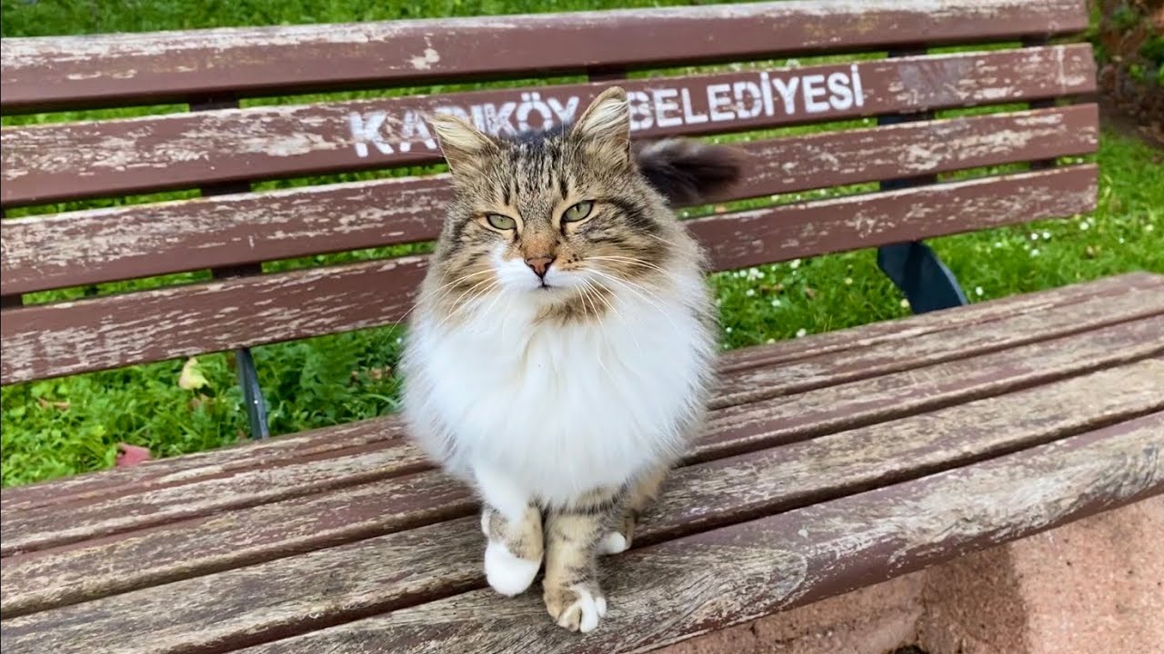 Poor, hungry cats living on the street. I gave them food.