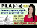 Pila (L-6),Excretory system of pila ,knowledge adda bsc 1st year zoology ,lion batch bsc1styear