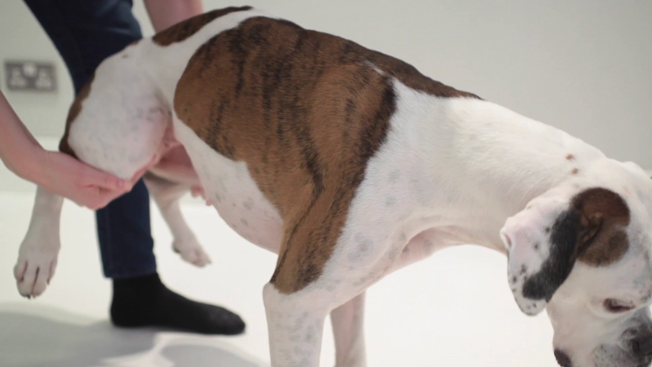 How to help my choking dog 