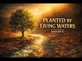 Planted by Living Waters