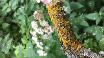 Lichens and pollution