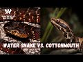 Cottonmouth VS. Water Snake