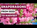 How To Grow and Harvest Snapdragons