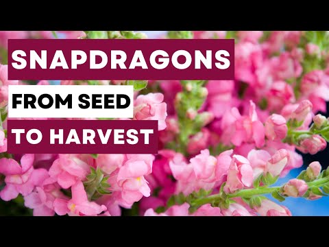 Video: Thông tin về Hạt giống Snapdragon - Khi nào và Cách thu hoạch Hạt giống Snapdragon