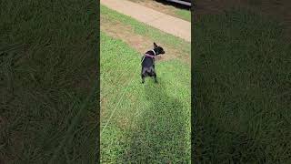 Jasmine walking and then chilling after dinner. Watching @djstrains