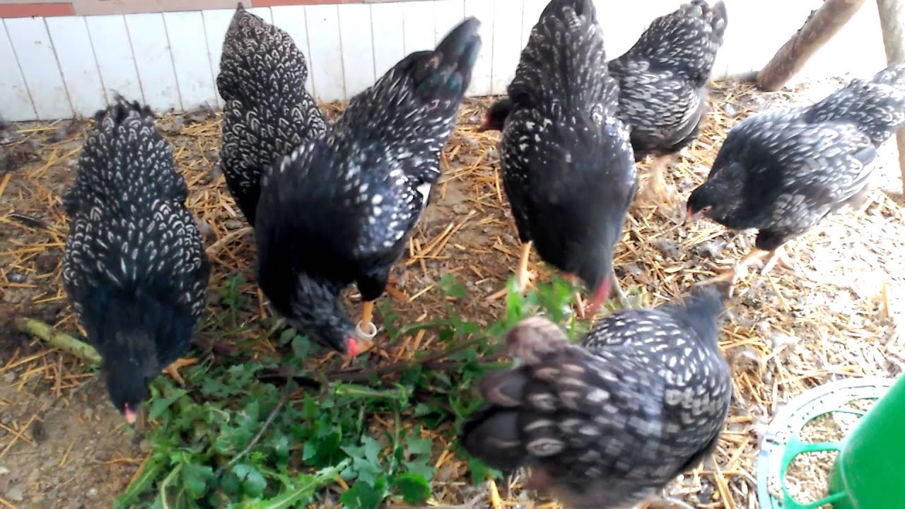 Barnevelder Silver Double Laced Portugal