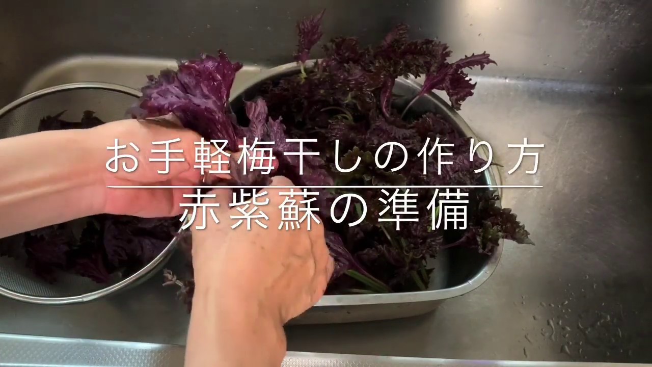 お手軽梅干しの作り方 赤紫蘇編 Youtube