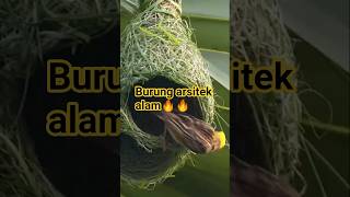 Burung Manyar: Arsitek Ulung Alam yang Bikin Sarang Ajaib! #shorts