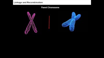 1. 12B05.5 CV1 Polygenic Inheritance