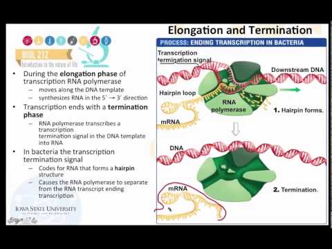 GeneTranscription