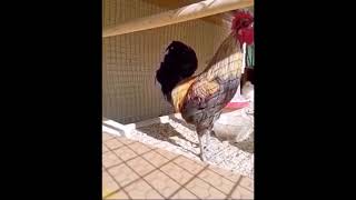 Longest Rooster Crow Sound In The Worldfainting