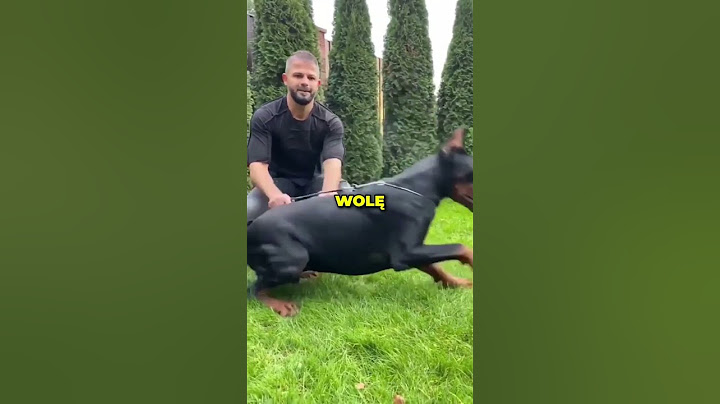 Najgroźniejsze rasy psów - Doberman -  Jak go szkolić?