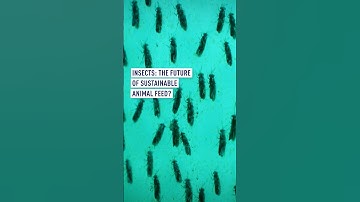 Insects: The future of sustainable animal feed?