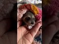 Alimentando al bebé mapache | Lindo mapache | Baby racoon