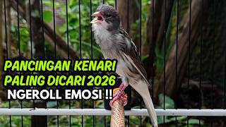 MASTERAN KENARI GACOR NGEROL PANJANG COCOK UNTUK PANCINGAN Kenari Paud AGAR cepat GACOR!