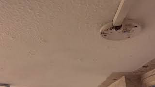 IMG 6675 06:05 26 AUG BANNING MY CELING IMG 6675 06:05 26 AUG BANNING MY CELING