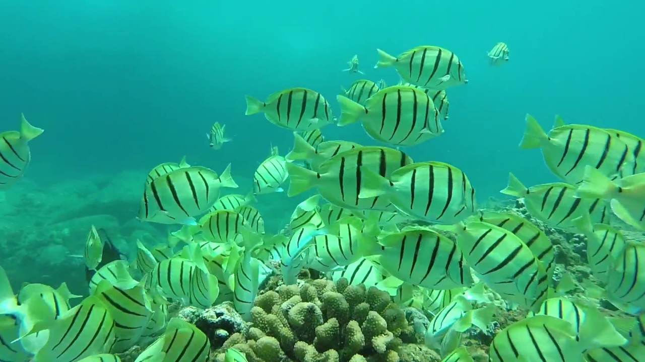 Shark's Cove Dive - YouTube