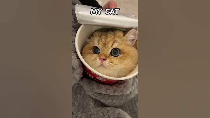 Video 8568111: cat kitten pet dog, cat kitten cute pets, cat kitten pets funny, cutest cat dogs pets, pets kitten fun cute