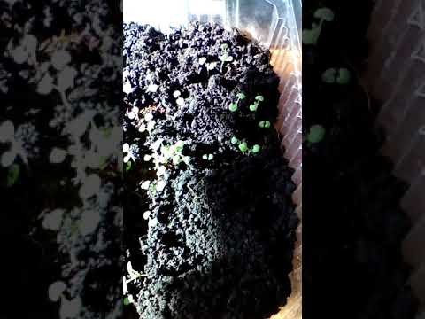 Котовник "Голубой ковёр" часть 2