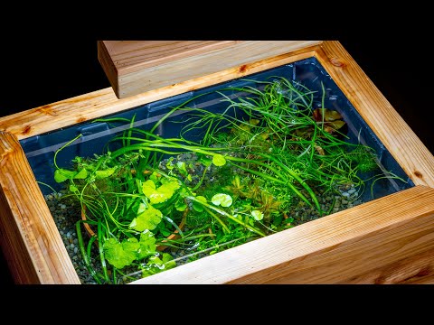 Video: Iazuri de interior - Creați un iaz în miniatură pentru interior
