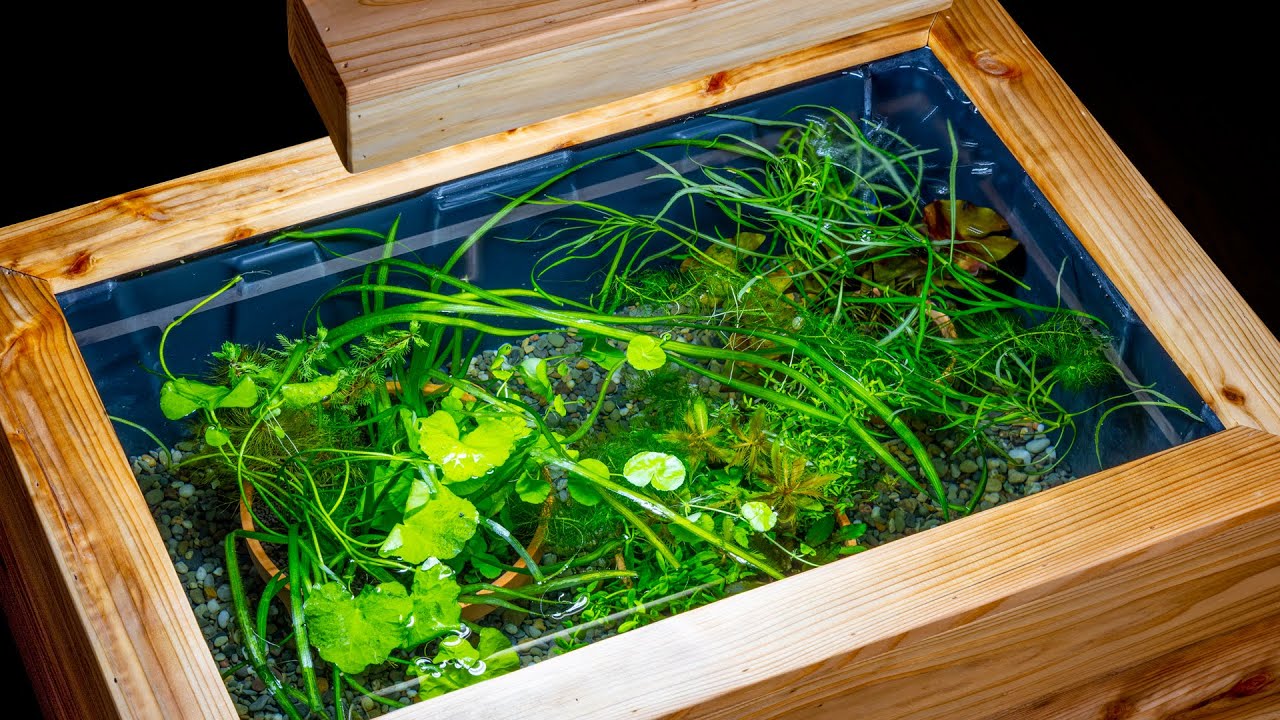 Epic Mini Pond For Viewing Plants and Fish Above Water (DIY Aquagarden)