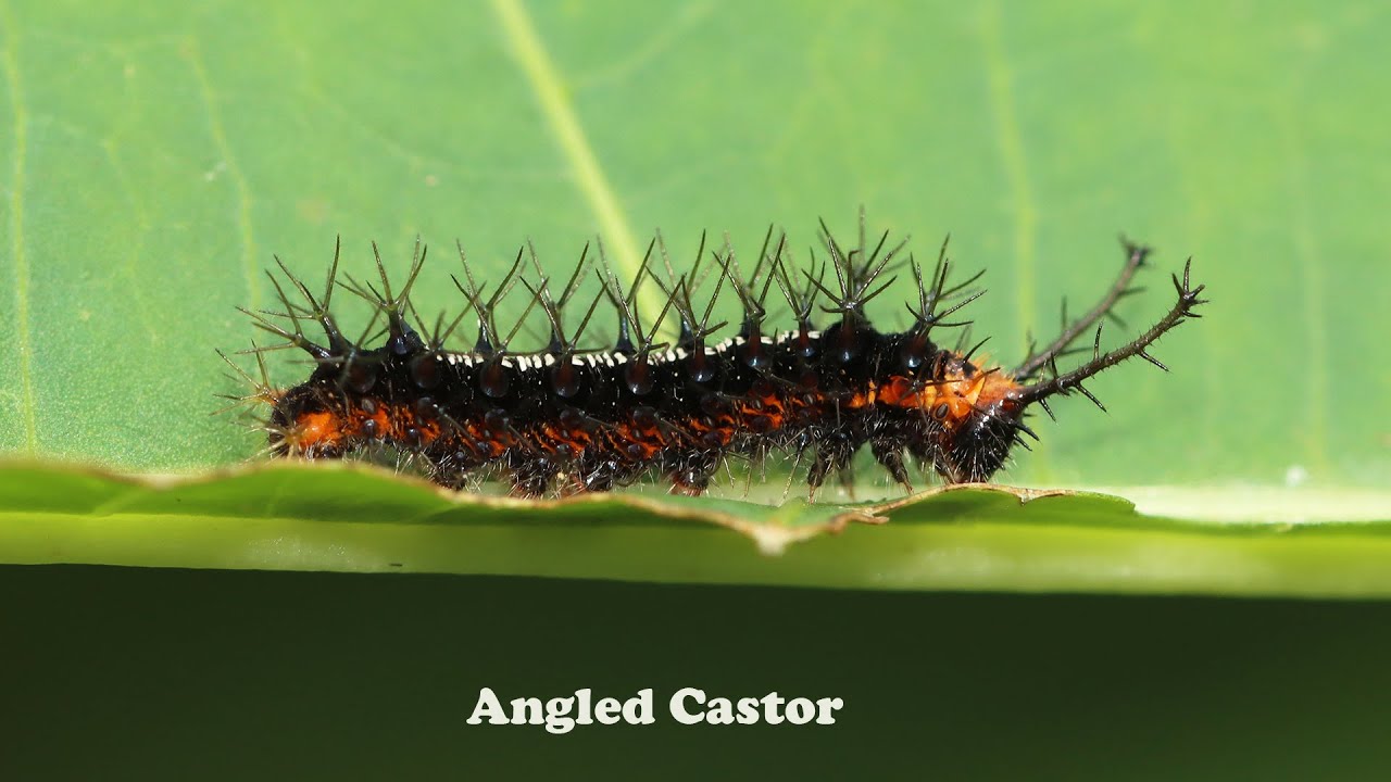 Caterpillars of the Angled Castor: forceful ejection of frass pellets ...