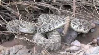 Mojave Rattlesnake 2011 @gatorhunter92