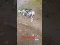 Cute goat baby #viral #short #relatable #MashaAllah #animalawarenessllahuakbar  #Allahoakbar