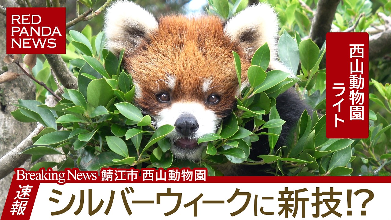 Light's New Trick for Silver Week!? (Sabae City Nishiyama Zoo