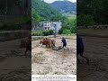 Water Buffalo Plowing a Paddy – The Ancient Rhythm of Rice 🐃💧
