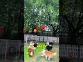 🐕Perros NO dejan caer el globo🎈