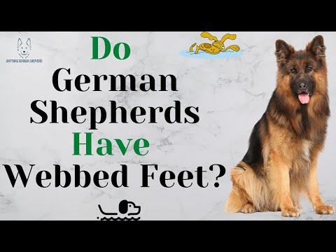 فيديو: هل يمتلك الرعاة أقدام مكففة؟