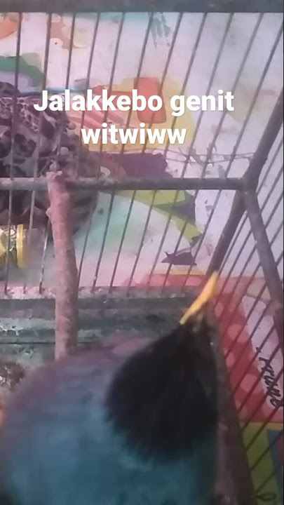 jalakkebo suara witwiw
