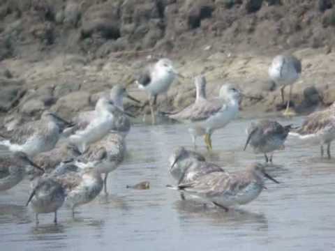 Nordmann's Greenshank 