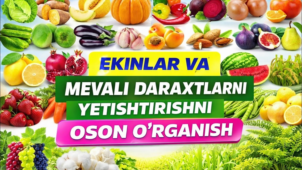 BARCHA TURDAGI EKIN va MEVALI DARAXTLARNI YETISHTIRISH. 