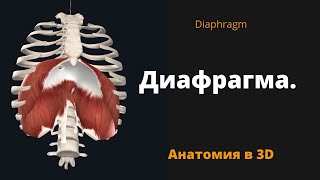 Диафрагма. Diaphragm. Краткий 3-D обзор.