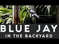 Blue Jay in the backyard | Feeding &amp; Calling March 21, 2022