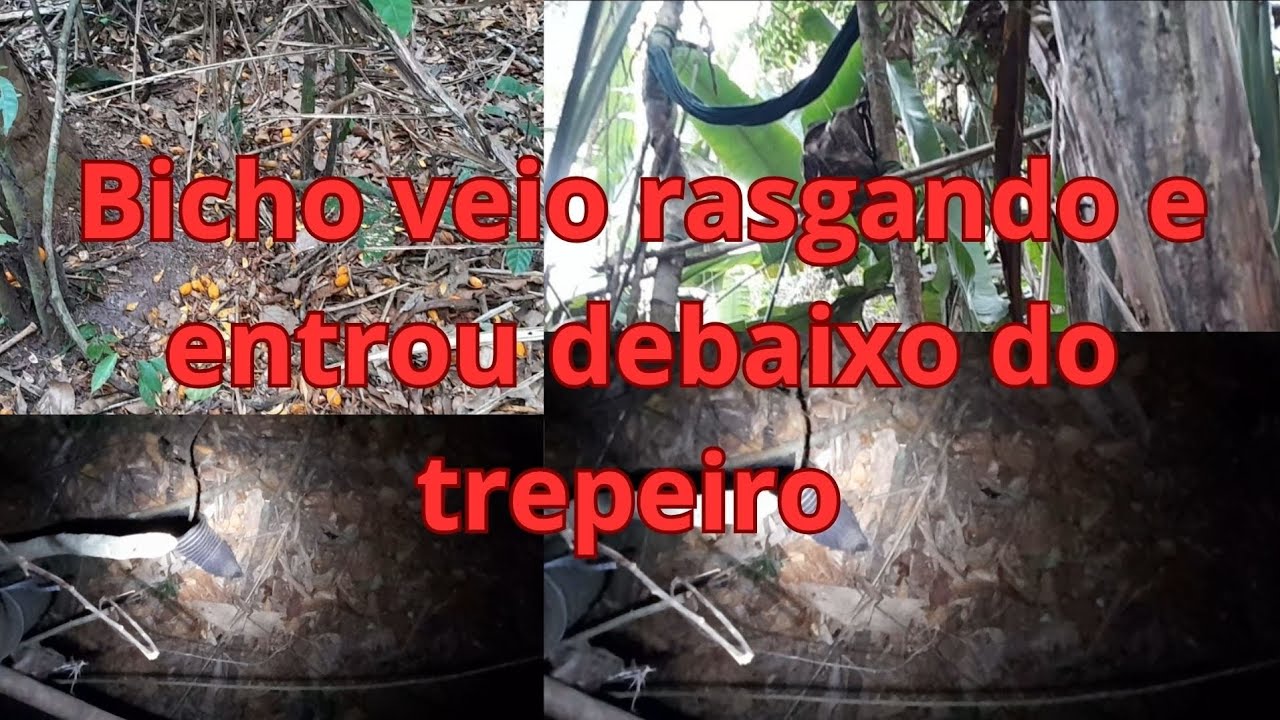 Bicho entrou debaixo do trepeiro,  folhas secas demais 