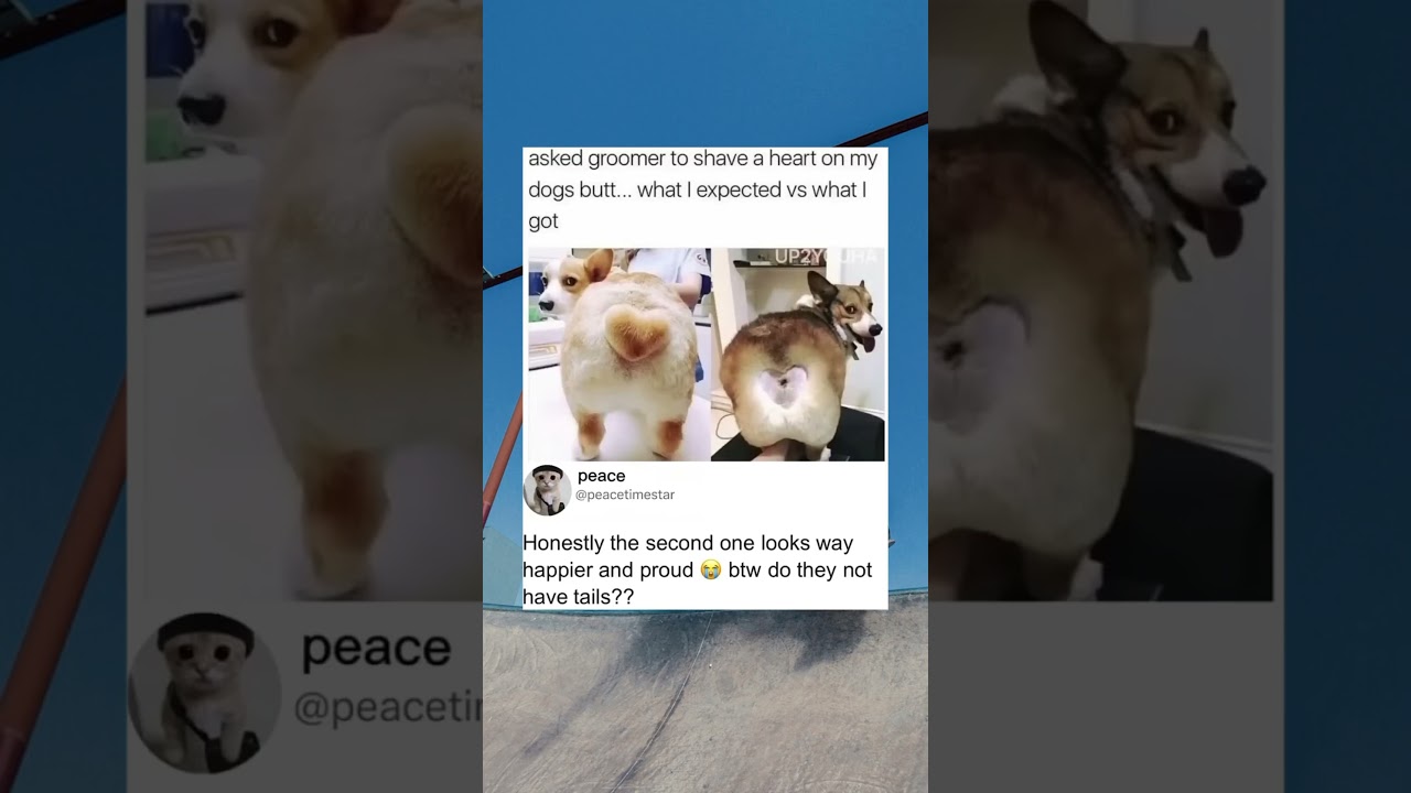 They messed up his tail