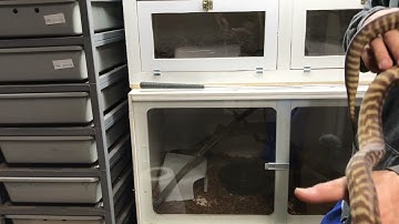 Endangered Woma Python are they legal to own?