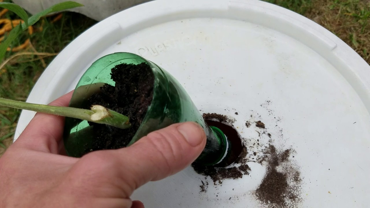 Cheapest Kratky Bucket Ever? Kratky Hydroponic Bucket for 5 or Less YouTube