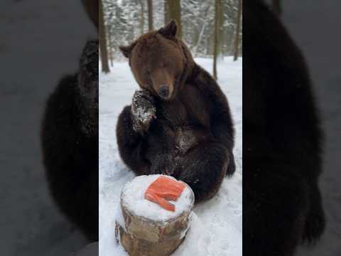 Video: Grizli lācis un brūnais lācis - pazīmes, īpašības un interesanti fakti