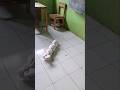 ada yg jatoh dari atas