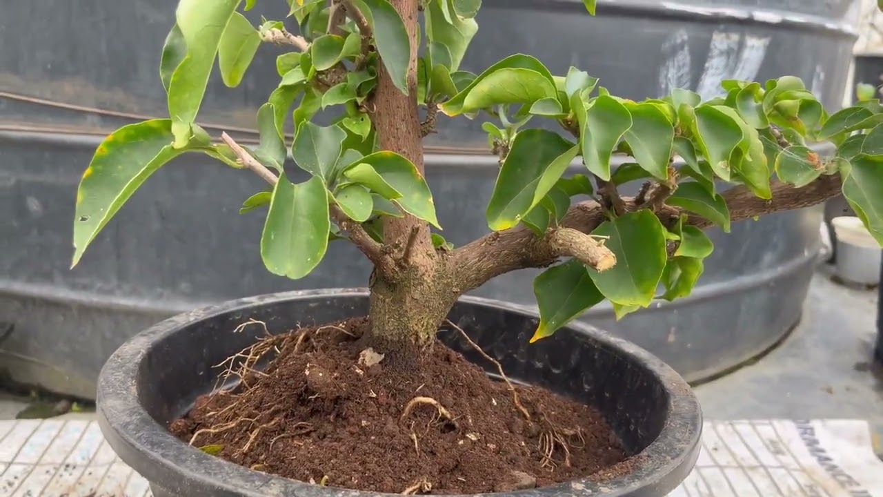 Saron repot & a hnua enkawl zui dan tur #bougainvilleaflower #flowers #garden 