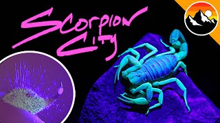 Have You Been Stung In Scorpion City?